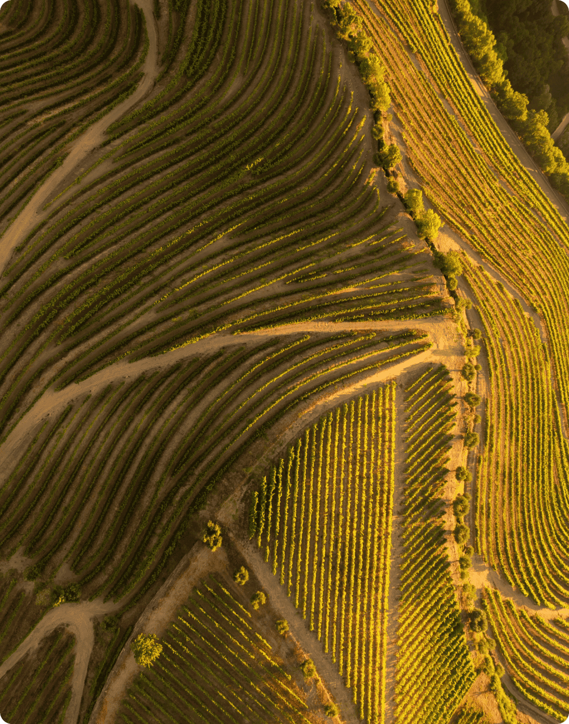 Wine Unplugged looking forward 2/3