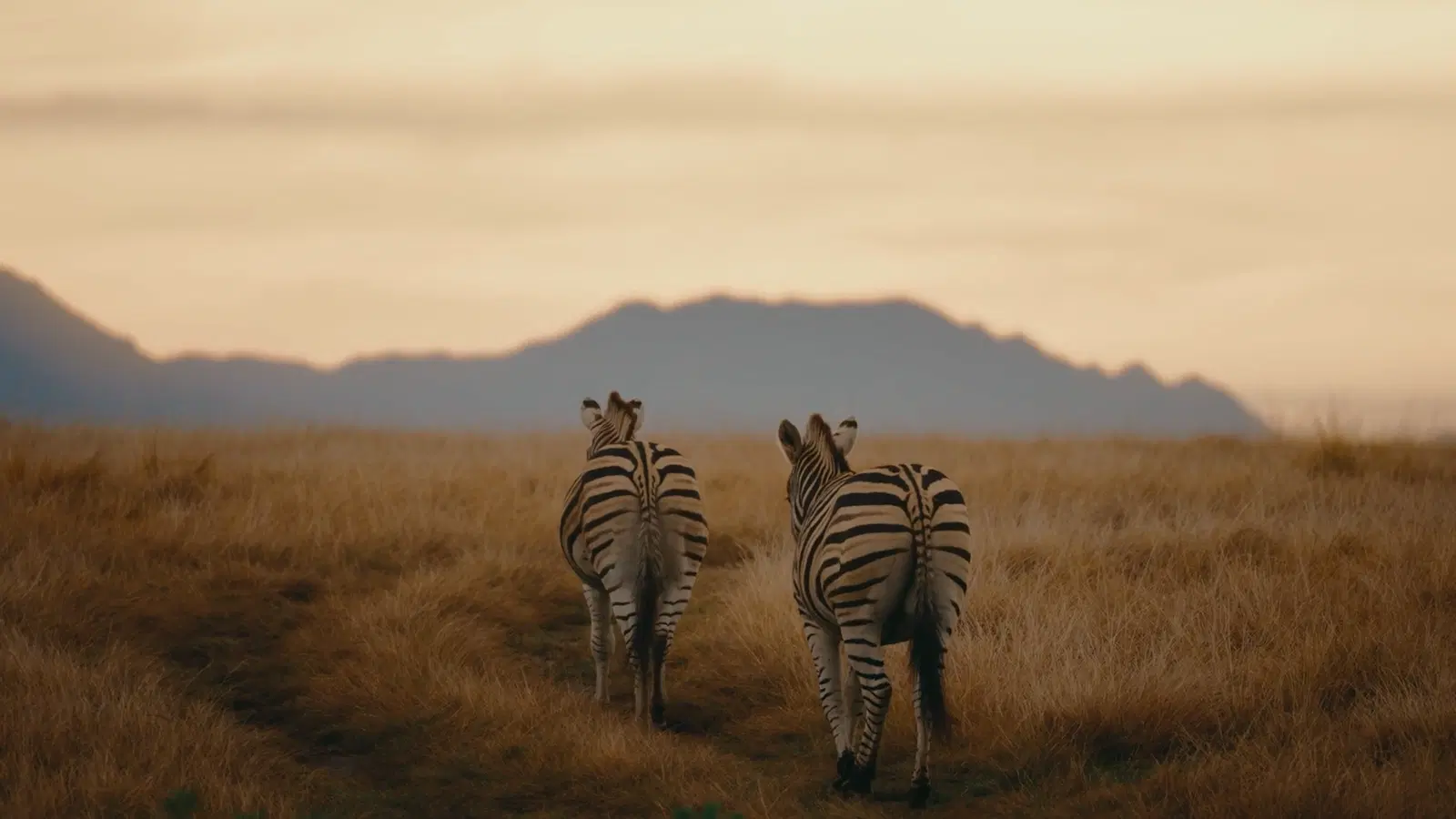 Wildlife - Videography